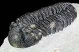 Detailed Austerops Trilobite - Ofaten, Morocco #110640-1